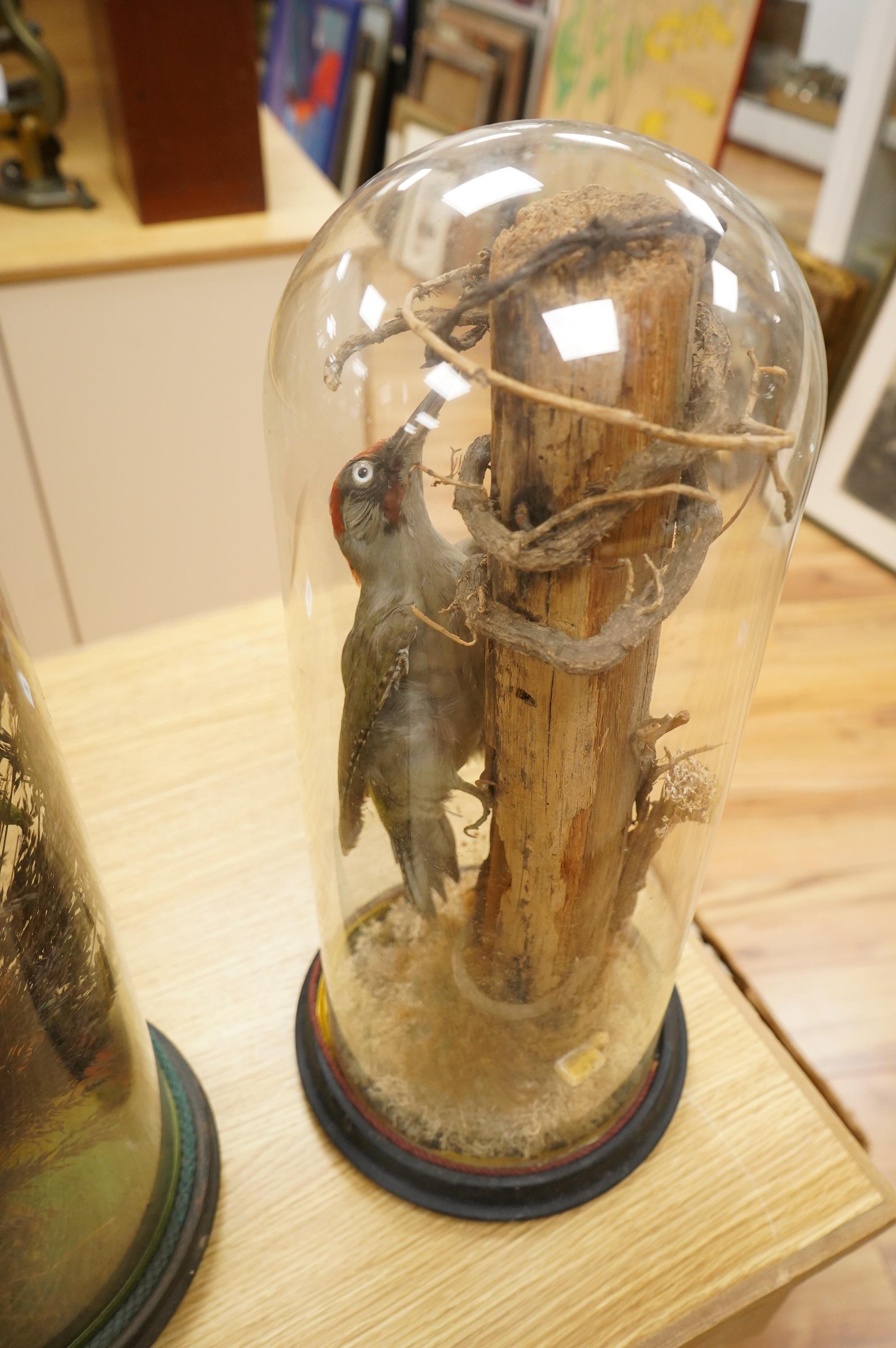 A Victorian taxidermy green woodpecker, mounted on a vertical branch and contained within a glass dome with ebonised base, 48cm high